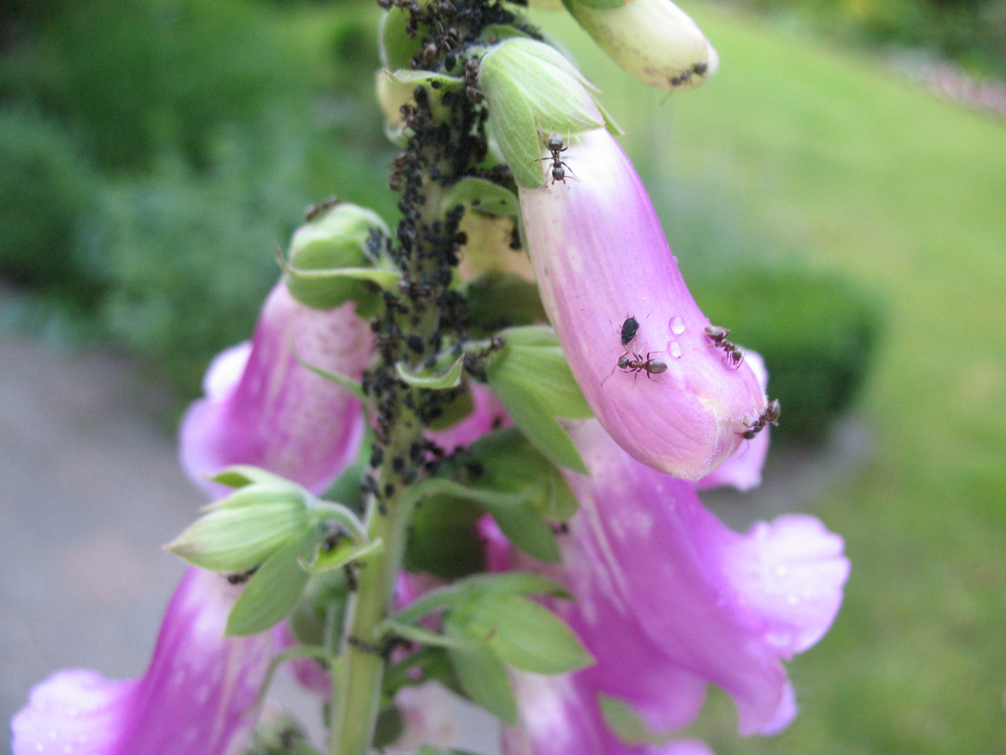 Ameisen an der Digitalisblüte