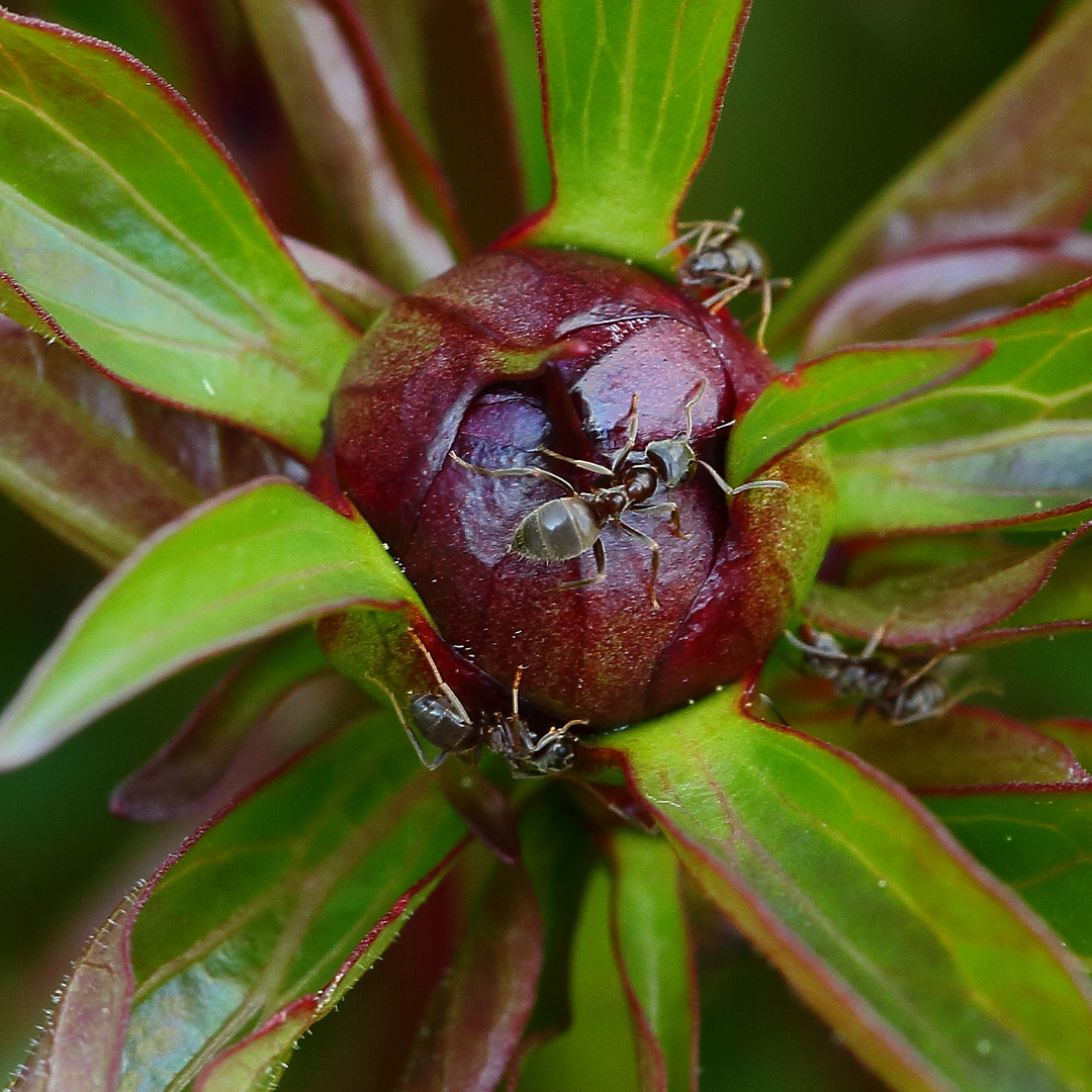 Ameisen an der Pfingstrose (III)