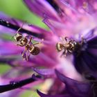 Ameisen auf Blume