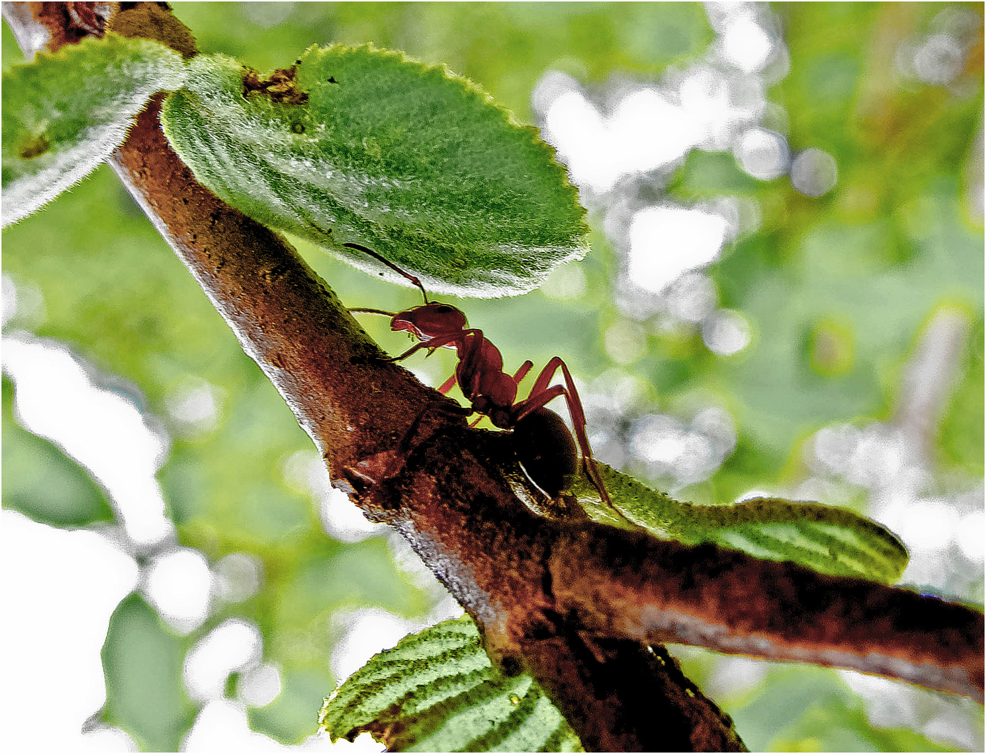 Ameisen auf dem Baum