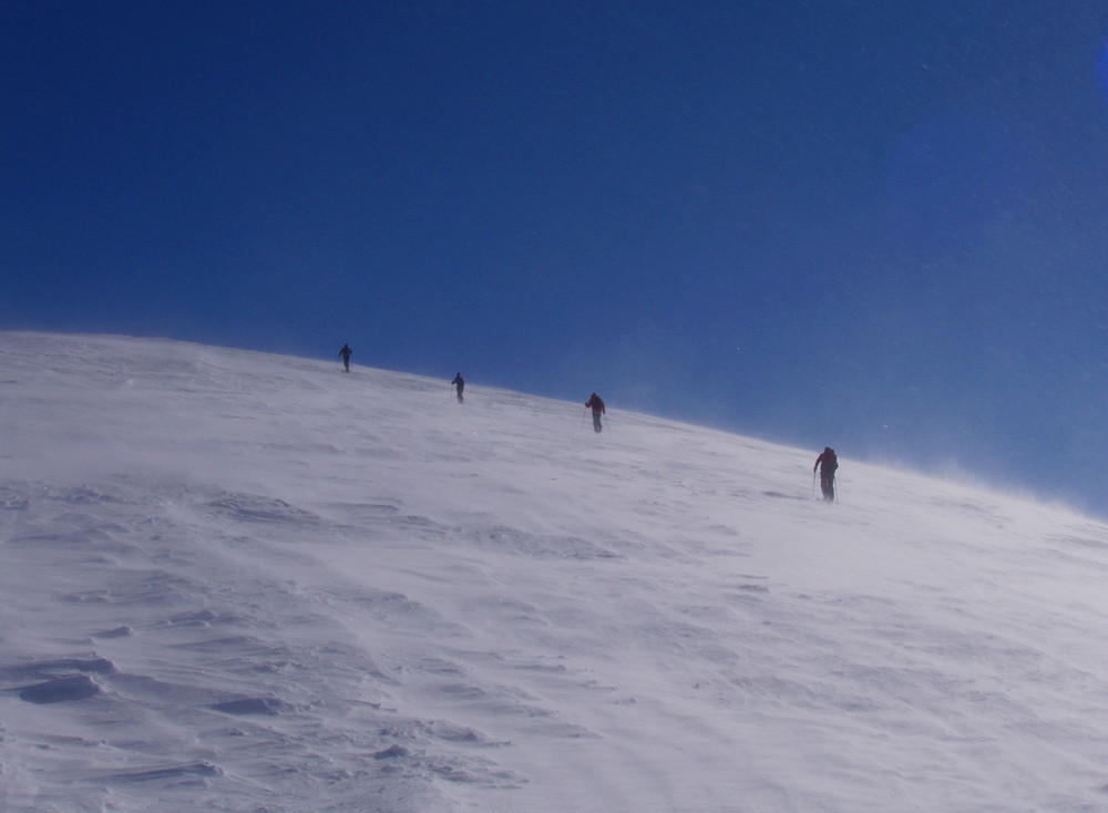 Ameisen auf dem Rücken des Eisbär(g)s