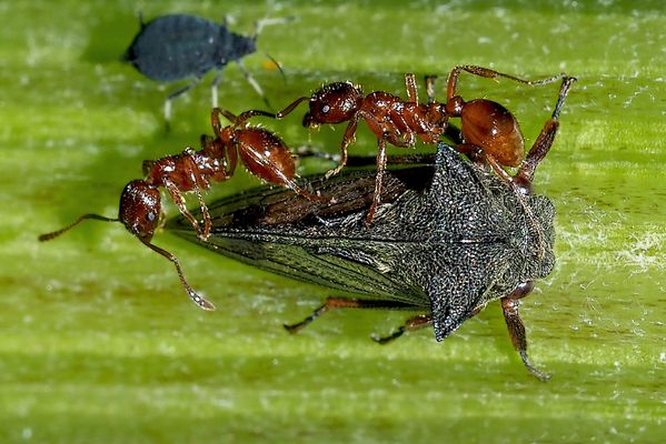 Ameisen auf dem Rücken einer Dornzikade ...