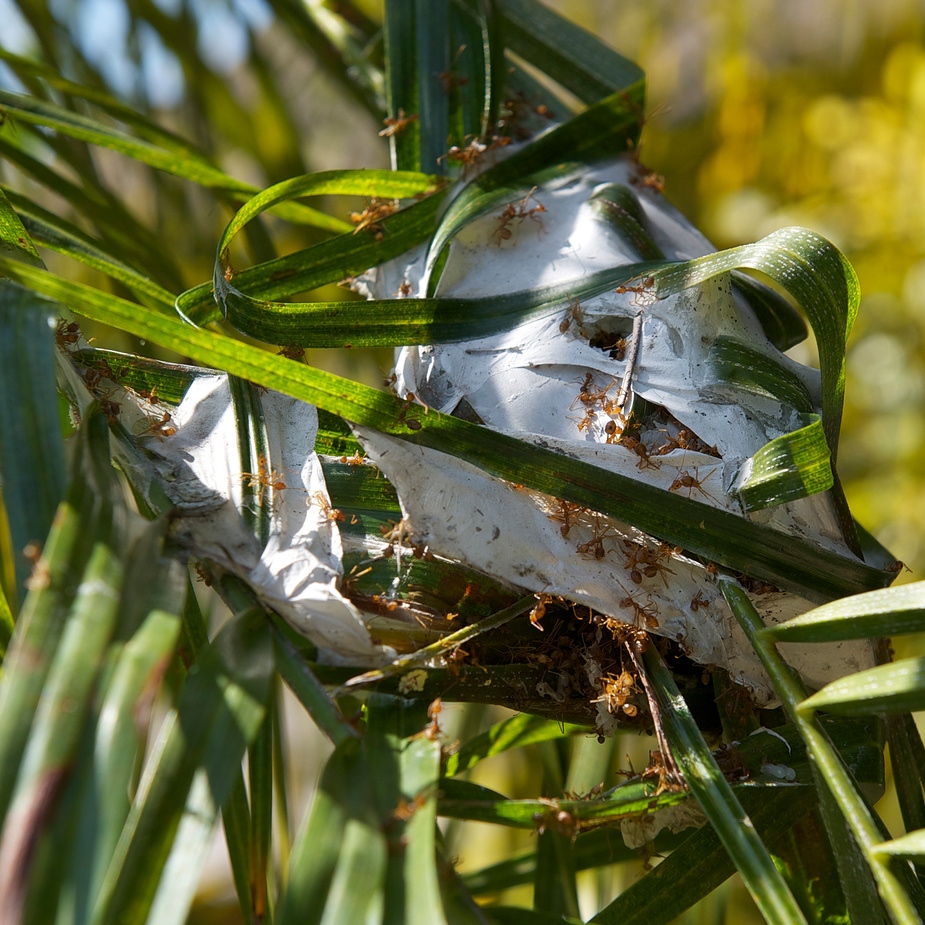 Ameisen "auf die Palme" gebracht