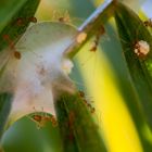 Ameisen "auf die Palme" gebracht