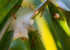 Ameisen "auf die Palme" gebracht