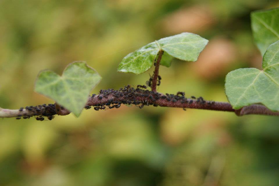 Ameisen auf einem Zweig