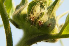 Ameisen auf Sonnenblumenknospe bei der Arbeit