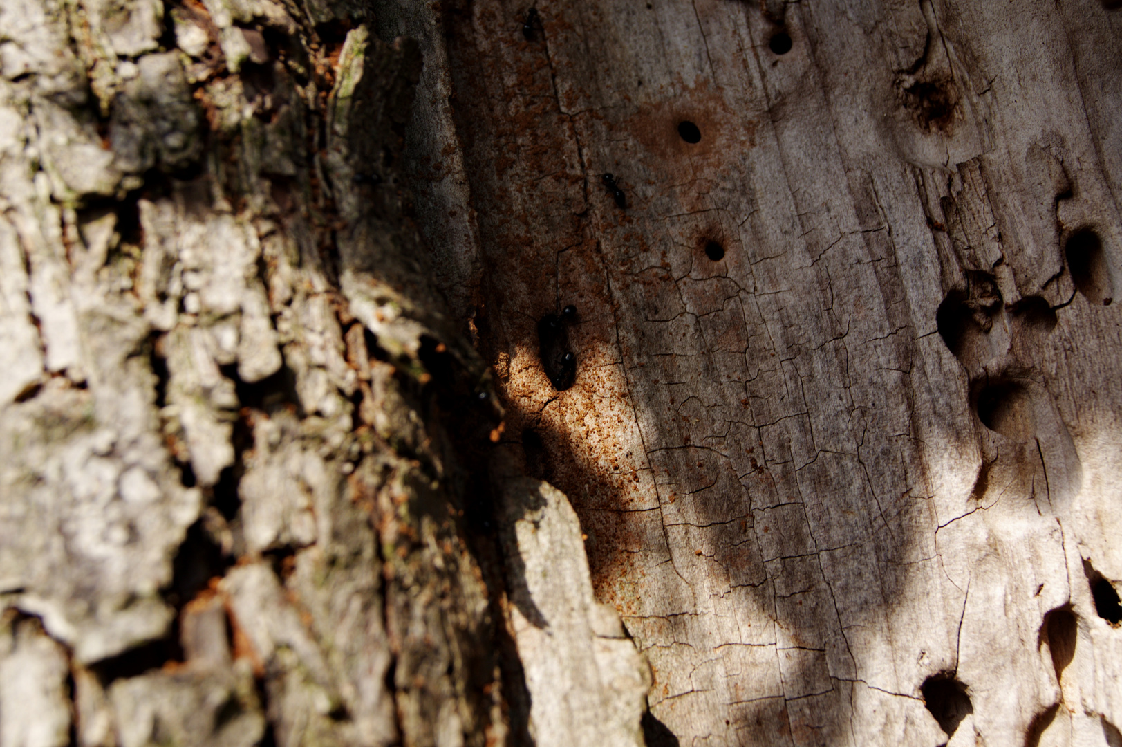 Ameisen Baum