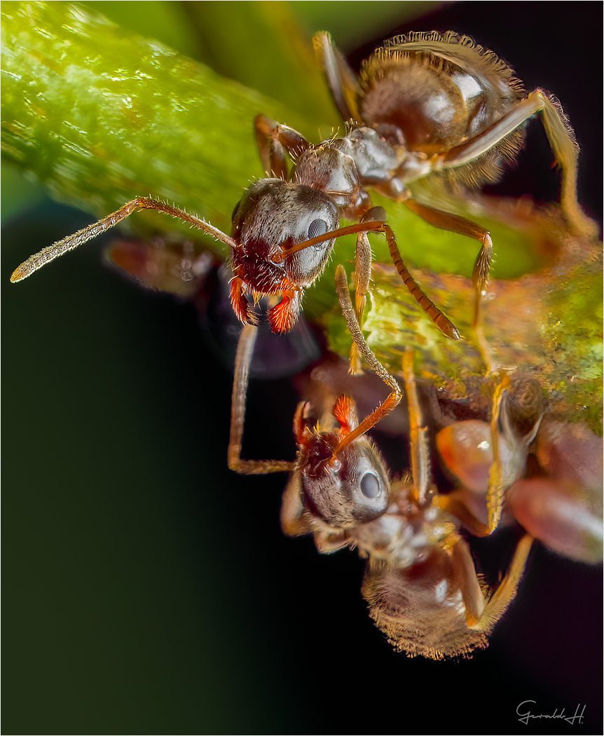 Ameisen-Begrüßung