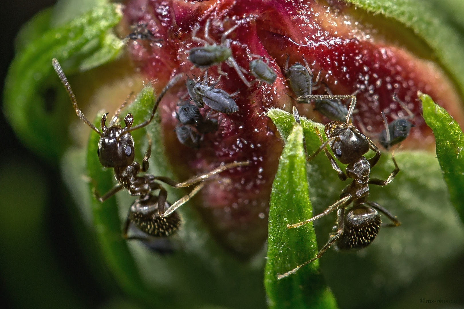 Ameisen beim Blattlaus hüten