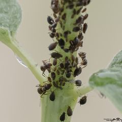 Ameisen beim Läusemelken