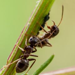 Ameisen beim Läusemelken