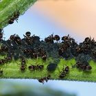 Ameisen beim Melken der Blattläuse 