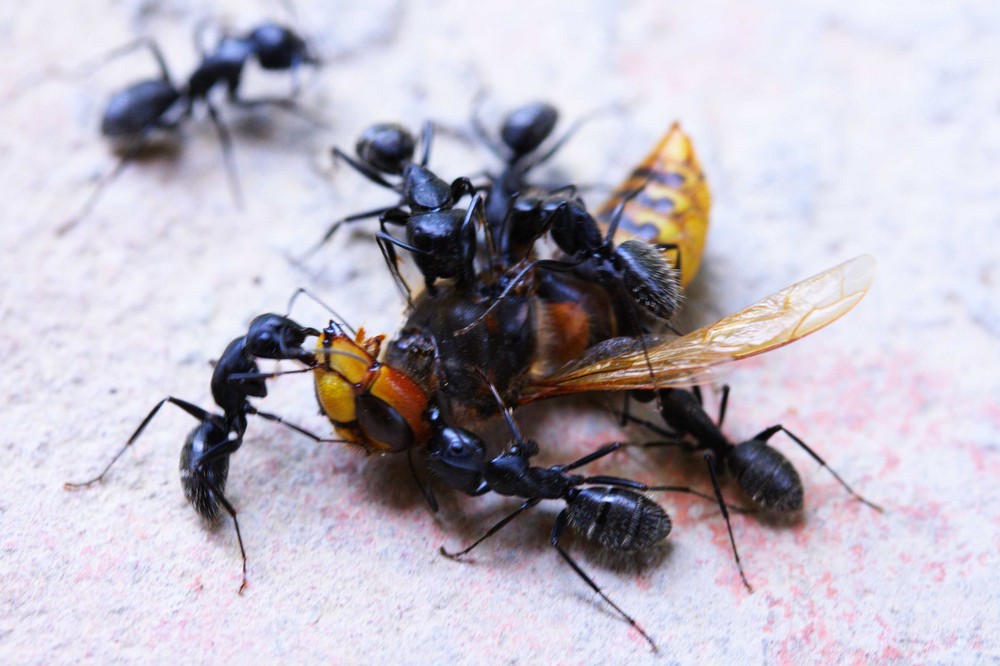 Ameisen beim Sezieren einer Hornisse