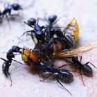 Ameisen beim Sezieren einer Hornisse