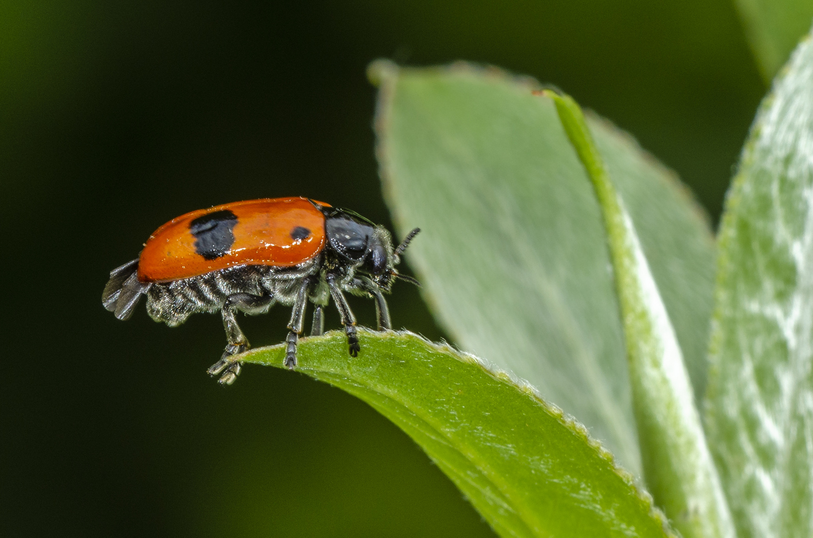 Ameisen-Blattkäfer (Clytra quadripunctaria)