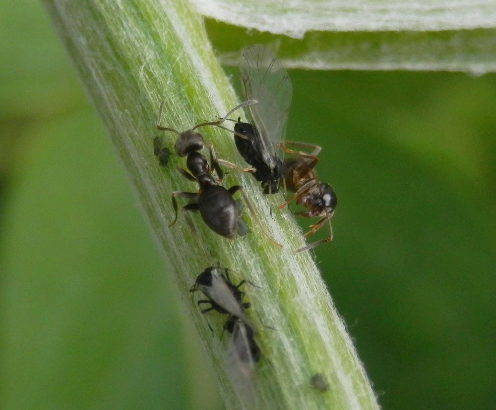 Ameisen & Blattläuse