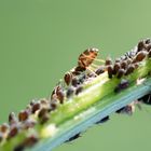 Ameisen & Blattläuse 