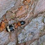 Ameisen-Buntkäfer