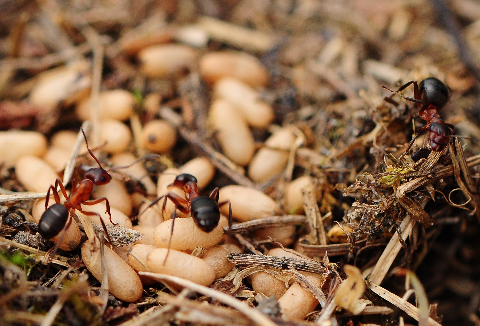Ameisen Foto &amp; Bild | tiere, wildlife, insekten Bilder auf fotocommunity
