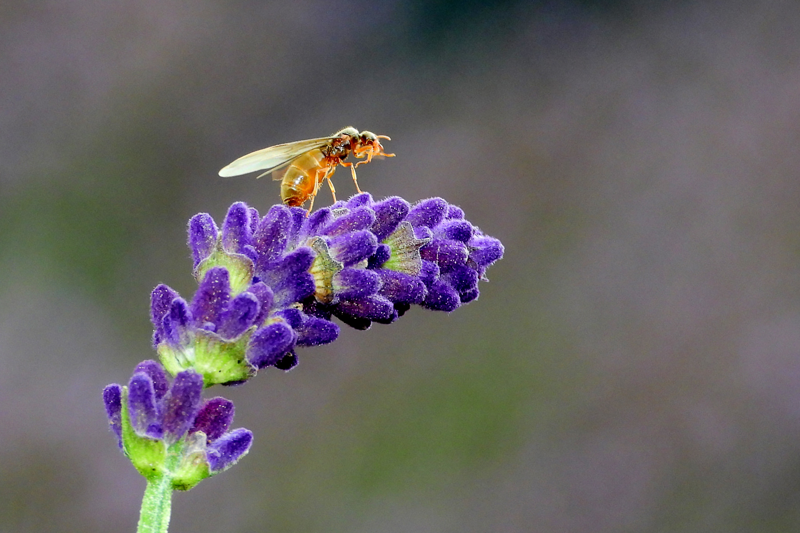 Ameisen Drohne auf Lavendel (101) 01