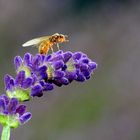 Ameisen Drohne auf Lavendel (101) 01