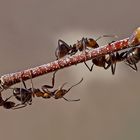 Ameisen finden etwas Leckeres! - Les fourmis trouvent un breuvage délicieux! 