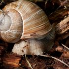 Ameisen gegen Schnecke