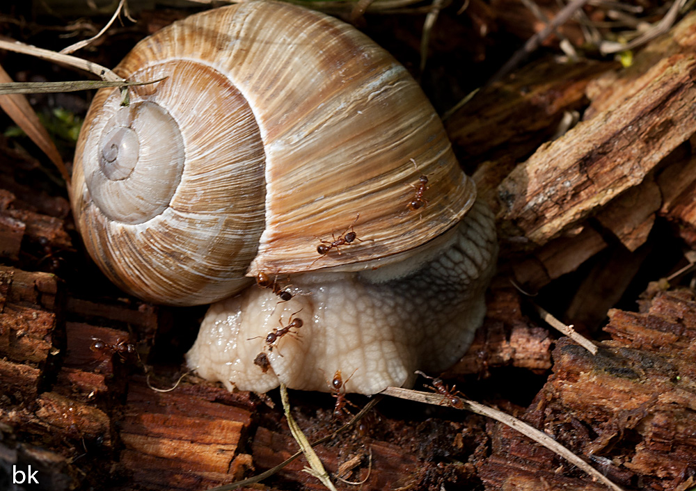 Ameisen gegen Schnecke