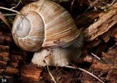 Ameisen gegen Schnecke