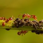 Ameisen hüten ihre Herde