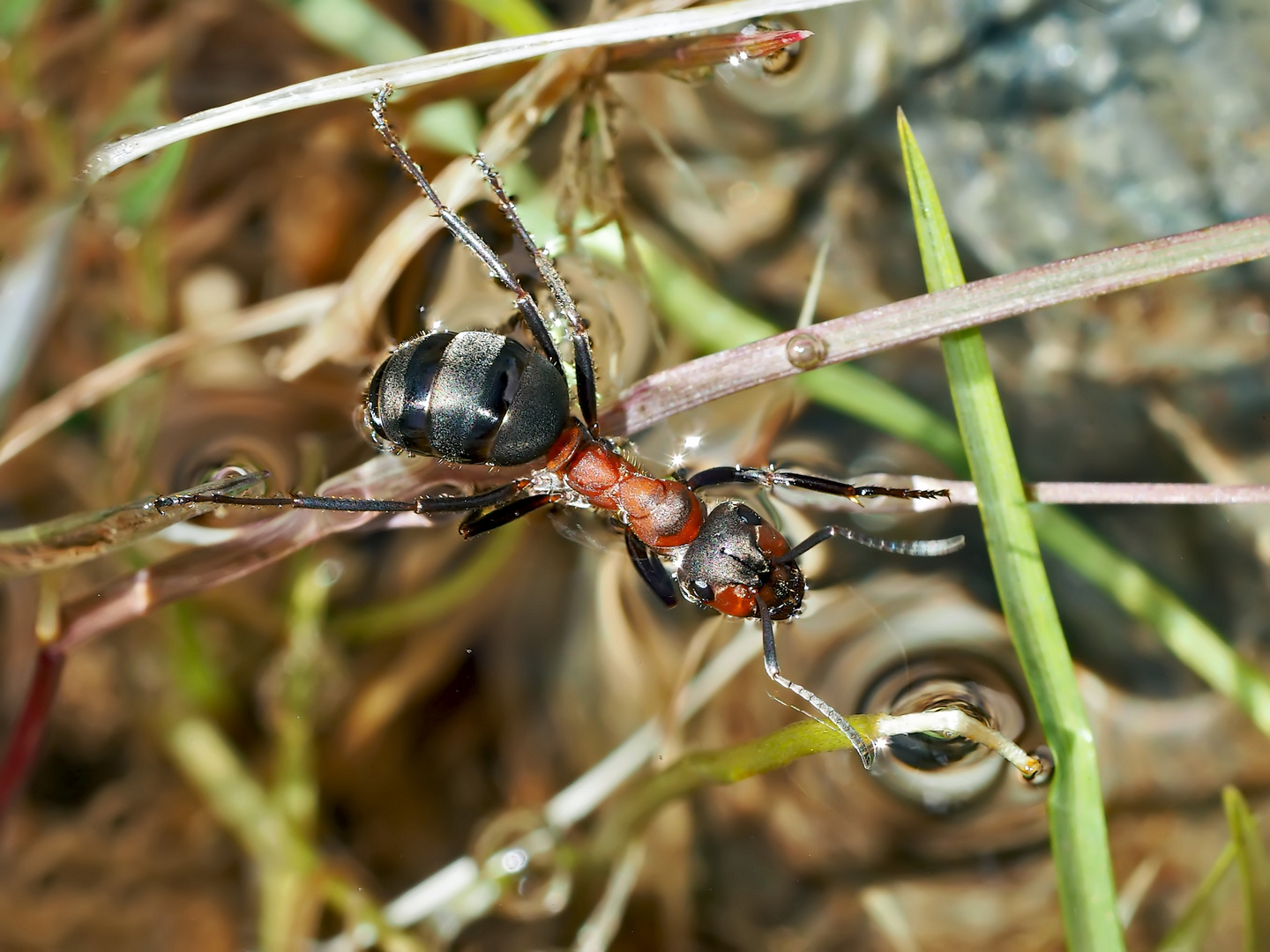 Ameisen im und am Wasser, die Fortsetzung... - Les fourmis près de l'eau et dans l'eau.