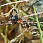Ameisen im und am Wasser, die Fortsetzung... - Les fourmis près de l'eau et dans l'eau.