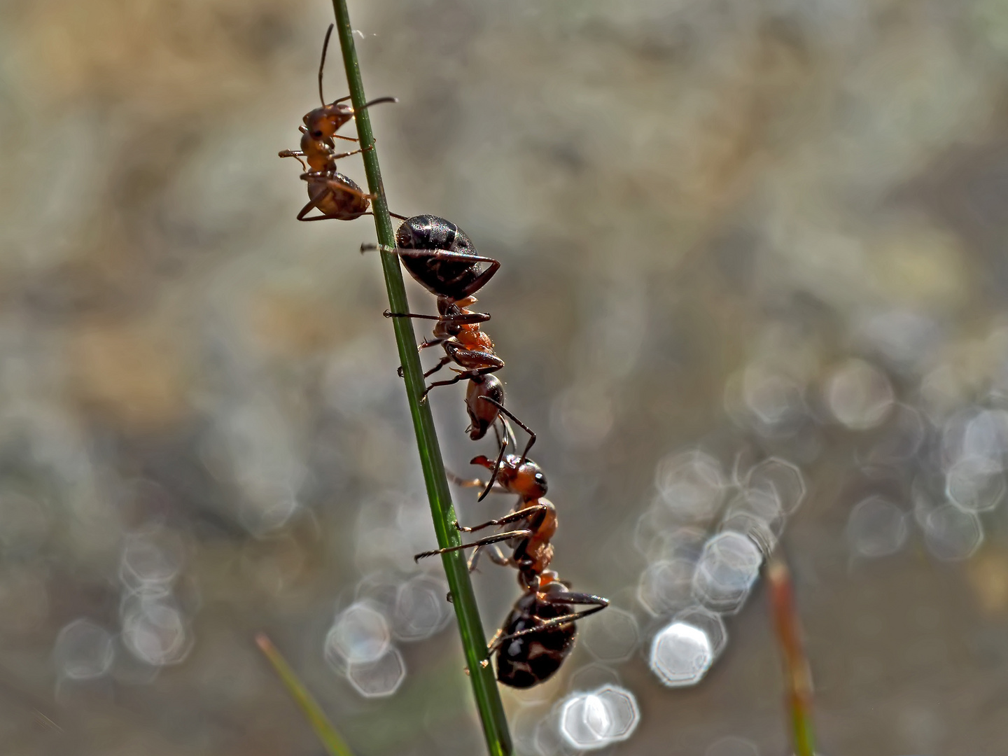 Ameisen im und am Wasser... - Les fourmis près de l'eau.