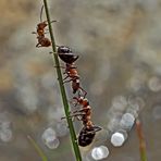 Ameisen im und am Wasser... - Les fourmis près de l'eau.