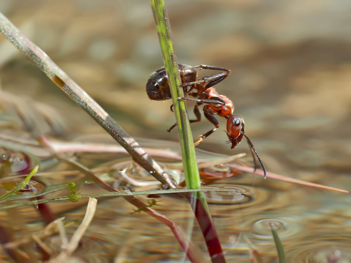 Ameisen im und am Wasser... - Les fourmis près de l'eau et dans l'eau.