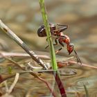 Ameisen im und am Wasser... - Les fourmis près de l'eau et dans l'eau.