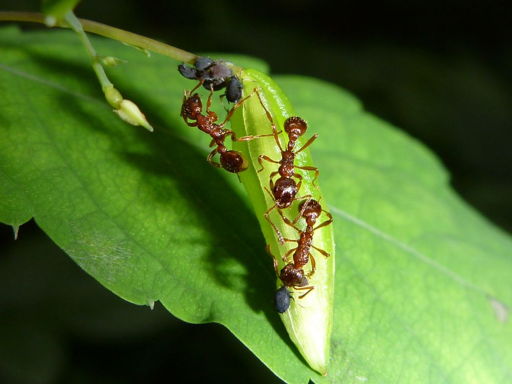 Ameisen im Wald von Lumixkarin 