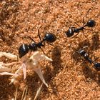 Ameisen im Wüstensand