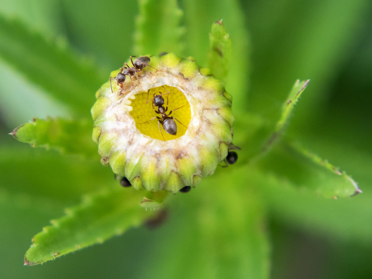 Ameisen in der Knospe