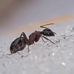 Ameisen können durchaus den Winter geniessen ...
