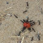 Ameisen-Kunst an der Algarve