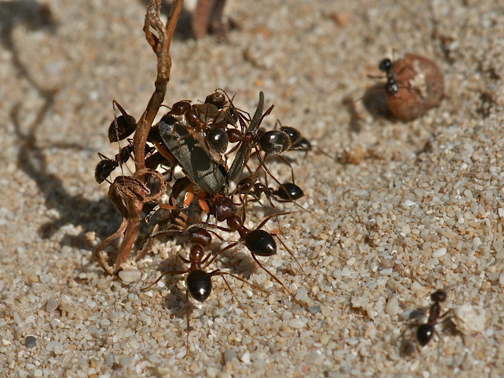 Ameisen machen Beute (1)