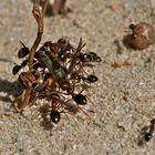 Ameisen machen Beute (1)