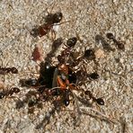 Ameisen machen Beute (2)
