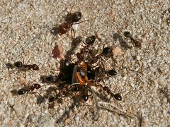 Ameisen machen Beute (2)