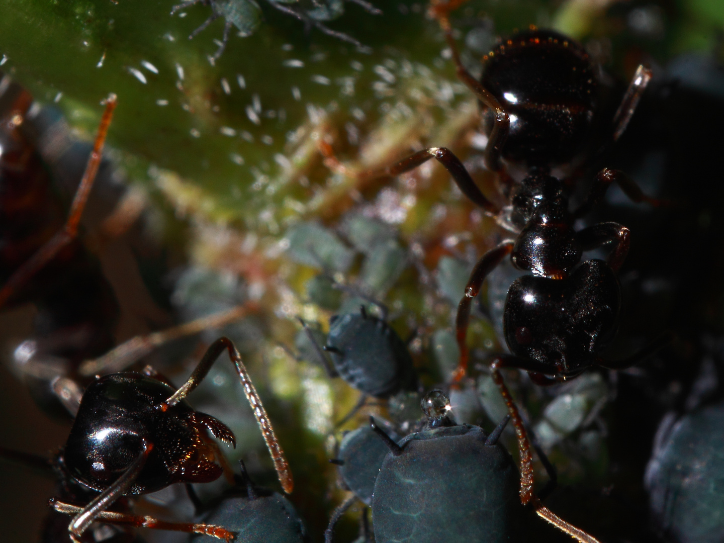 Ameisen melken Blattläuse