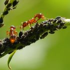 Ameisen melken die Blattläuse