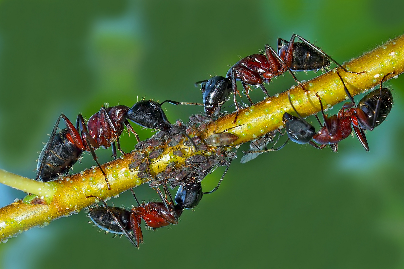 Ameisen melken ihre geliebten Blattläuse! - Les fourmis traient les pucerons!