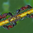 Ameisen melken ihre geliebten Blattläuse! - Les fourmis traient les pucerons!